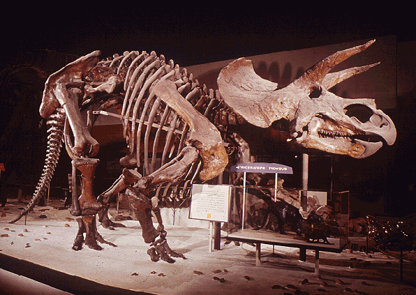 Triceratops Skeleton